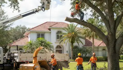 Tree service crew removing a tree in Kissimmee, FL for safe residential property clearance