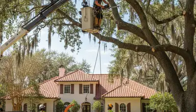 Tree service crew in Kissimmee, FL providing professional tree removal and trimming services