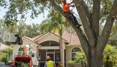 Tree service team in Kissimmee, FL providing safe tree removal and trimming for local properties