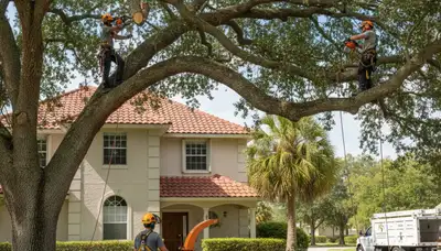 Tree service crew removing a tree in Kissimmee, FL, for safe residential property cleanup