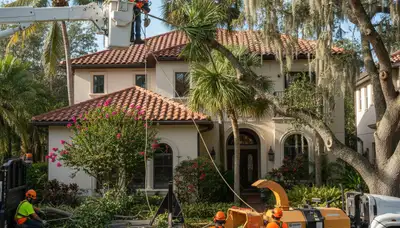 Professional tree service crew in Kissimmee, FL providing expert tree removal and trimming