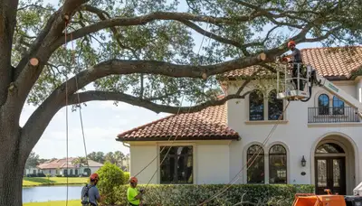 Tree service crew in Kissimmee, FL providing professional tree removal for local property owners
