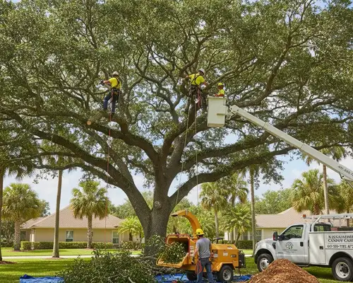 Tree trimming services for Kissimmee, FL homes beneath a thick canopy
